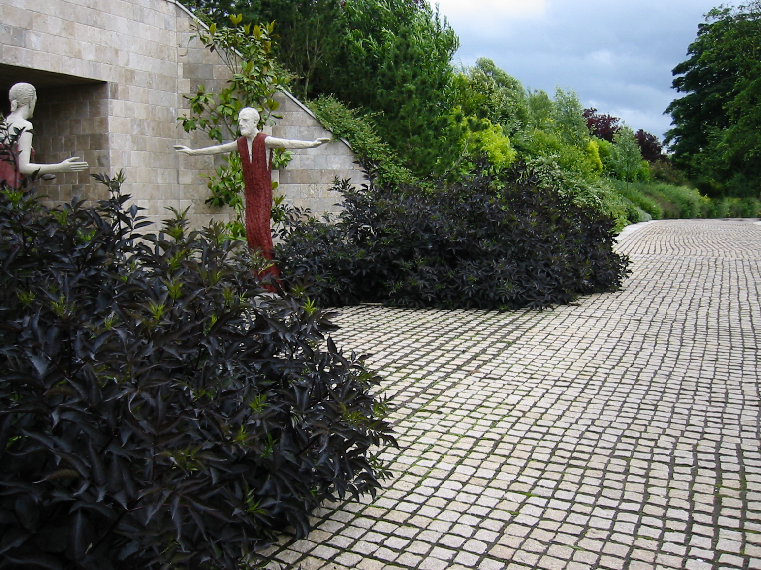 Garden Inspiration, Modern Cheshire Garden, Thinking Outside the Boxwood: Sambucus nigra 'Black Beauty' - Black Beauty Elderberry 