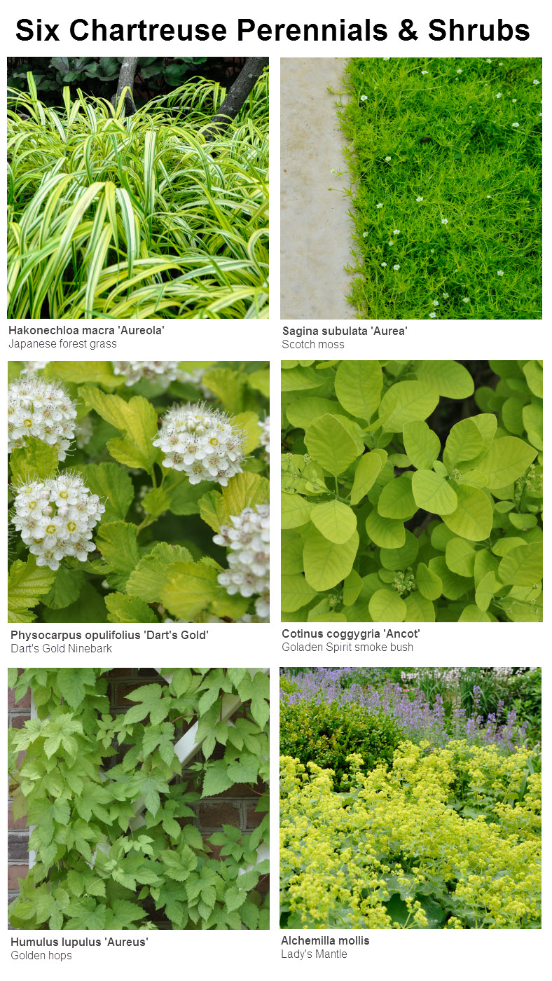 Six Chartreuse Perennials and Shrubs for your Garden, Thinking Outside the Boxwood