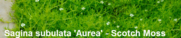 Sagina subulata 'Aurea' - scotch moss