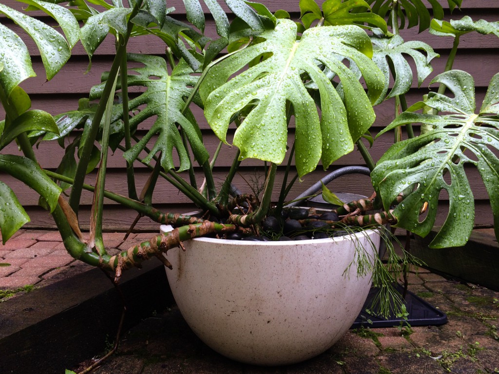Selecting Containers: Size and Scale, Thinking Outside the Boxwood, Monstera deliciosa- Swiss Cheese plant