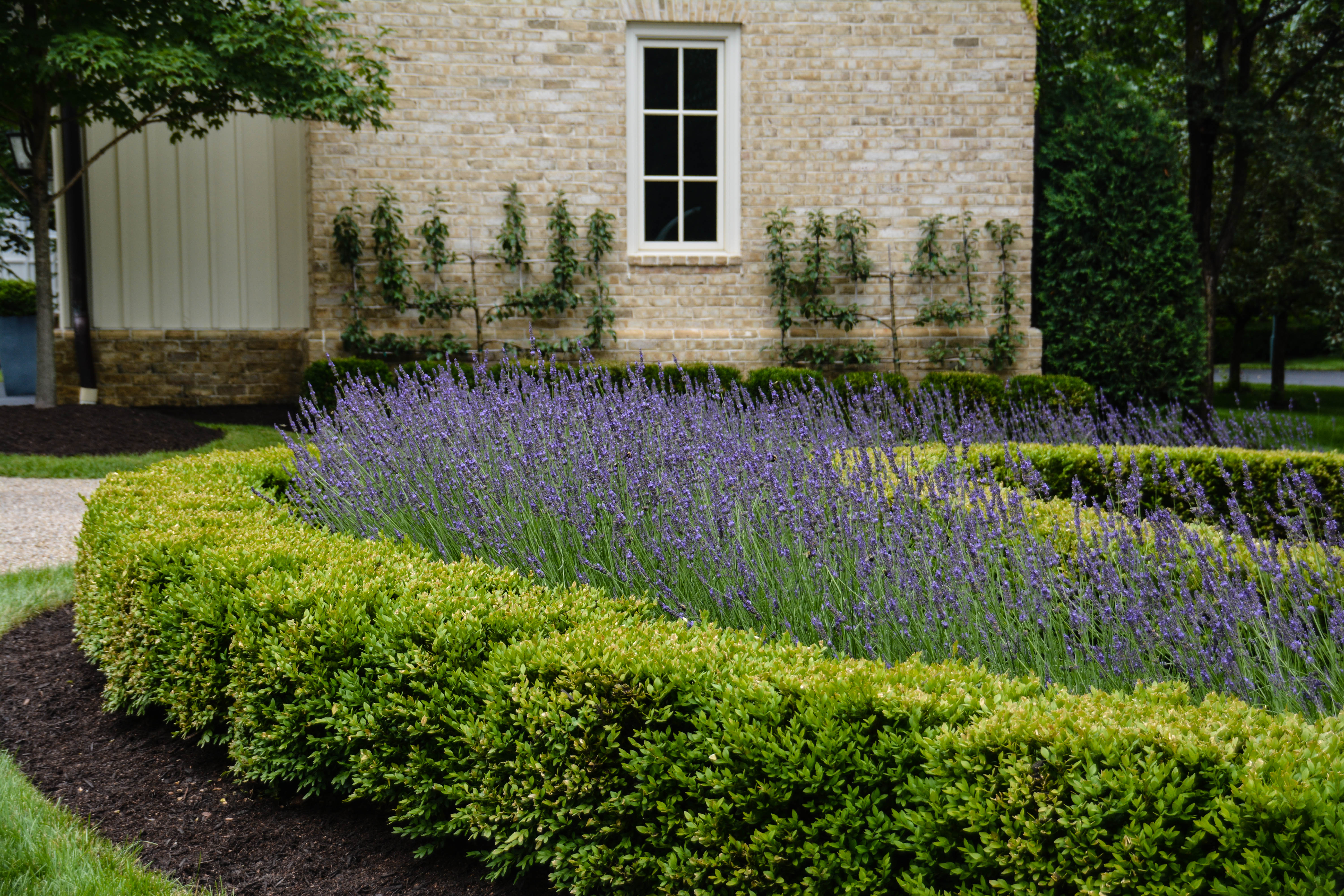 How to Train an Espalier, Thinking Outside the Boxwood