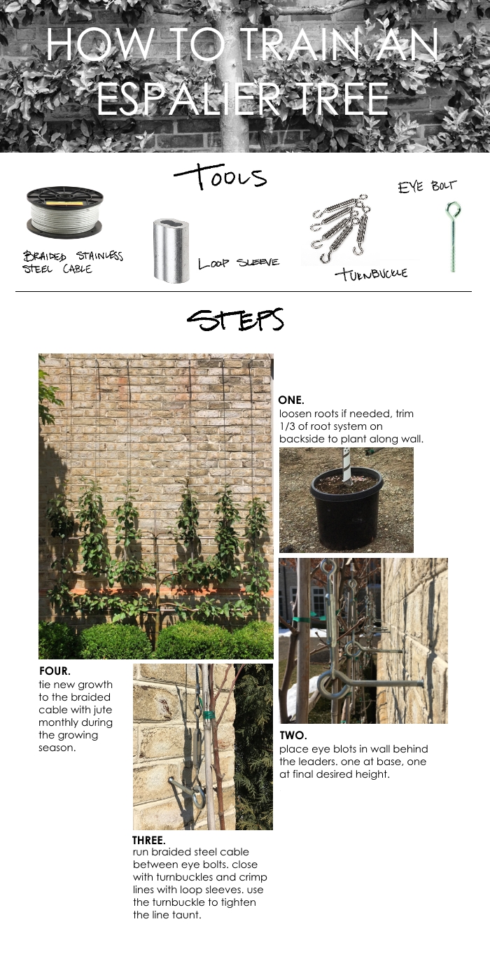 How to Train an Espalier, Thinking Outside the Boxwood