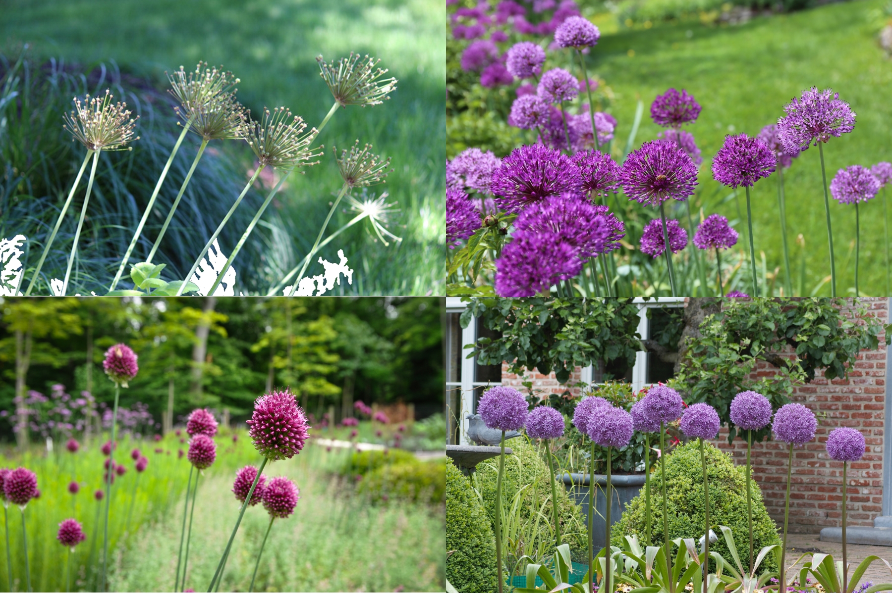 Bountiful Blooms, a jeweled tone perennial border highlighting the spherical, fluffy heads of alliums from Longfield Gardens and Thinking Outside the Boxwood. 