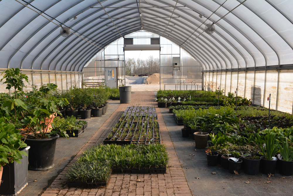 Greenhouse in the Spring, Thinking Outside the Boxwood