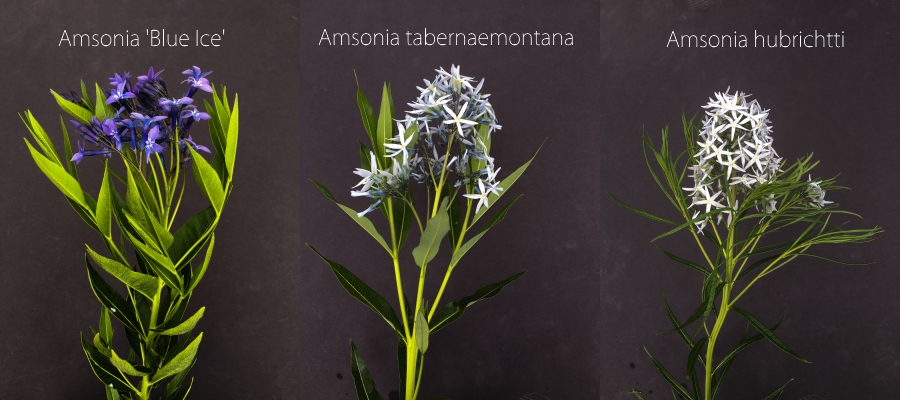 Plant ID: Amsonia, Thinking Outside the Boxwood,  (Left to right: Amsonia 'Blue Ice', A. tabernaemontana, A. hubrichtti)