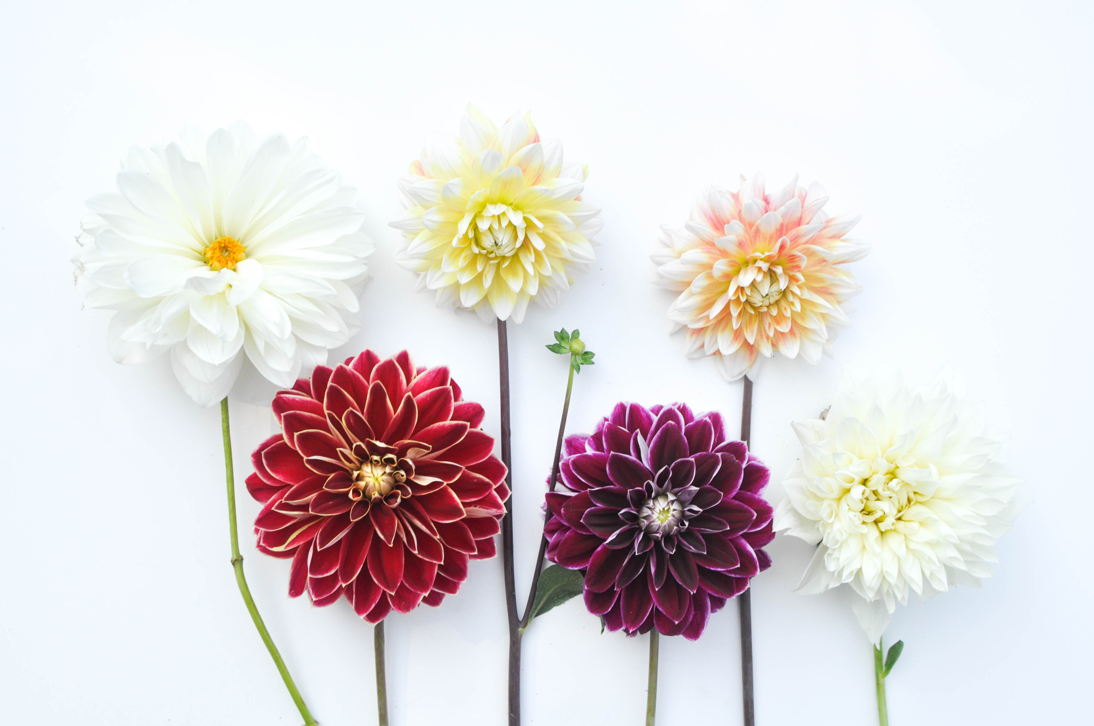 How to add Dahlias to Your Garden, Thinking Outside the Boxwood 