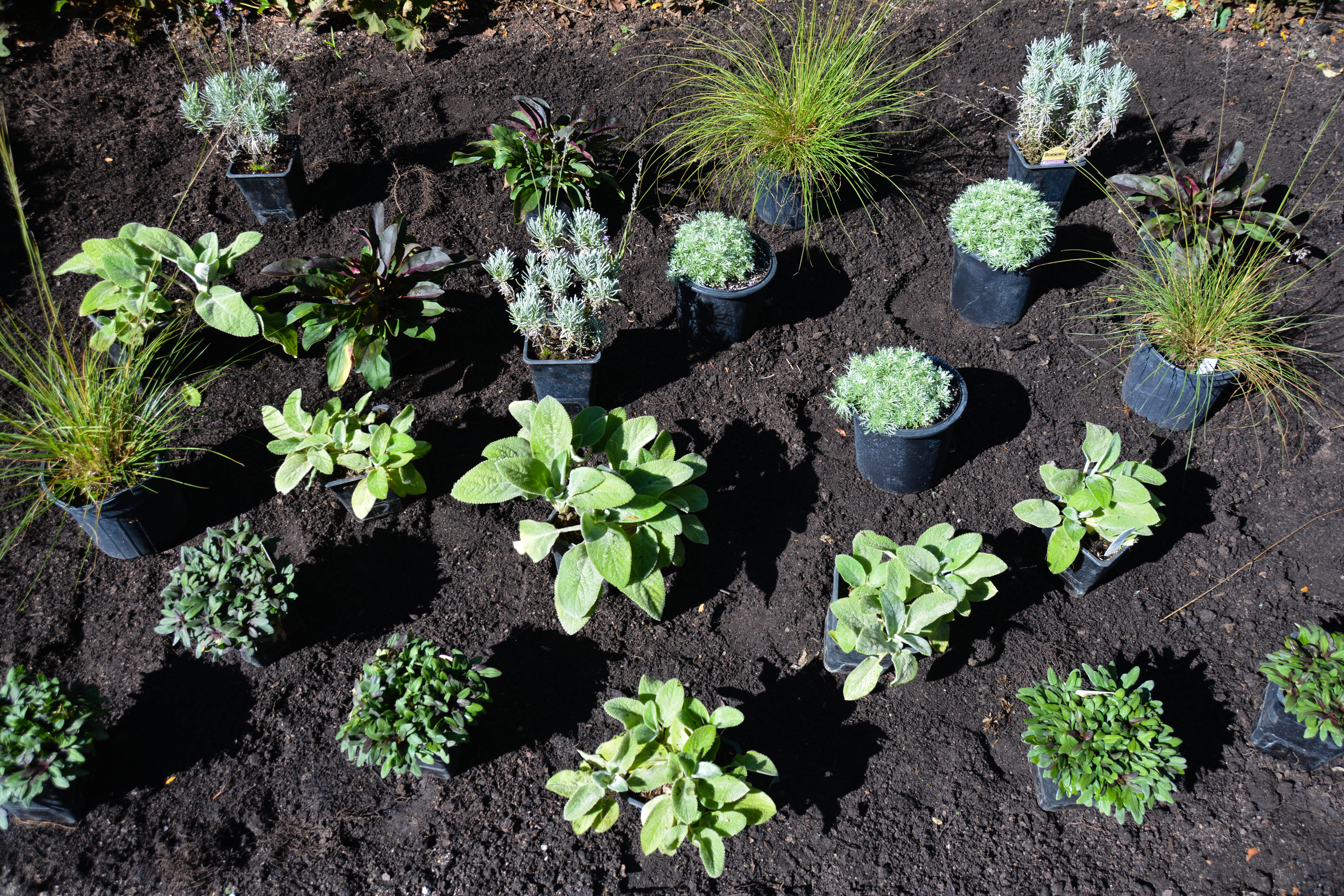 Daring Forms with Longfield Gardens, Thinking Outside the Boxwood