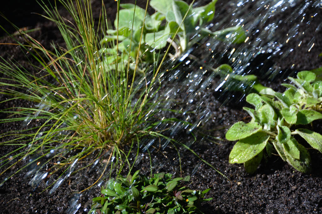 Daring Forms with Longfield Gardens, Thinking Outside the Boxwood