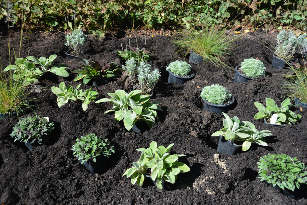 Daring Forms with Longfield Gardens, Thinking Outside the Boxwood