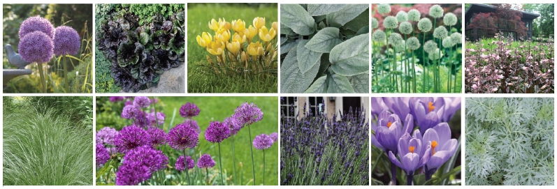 Daring Forms with Longfield Gardens, Thinking Outside the Boxwood
