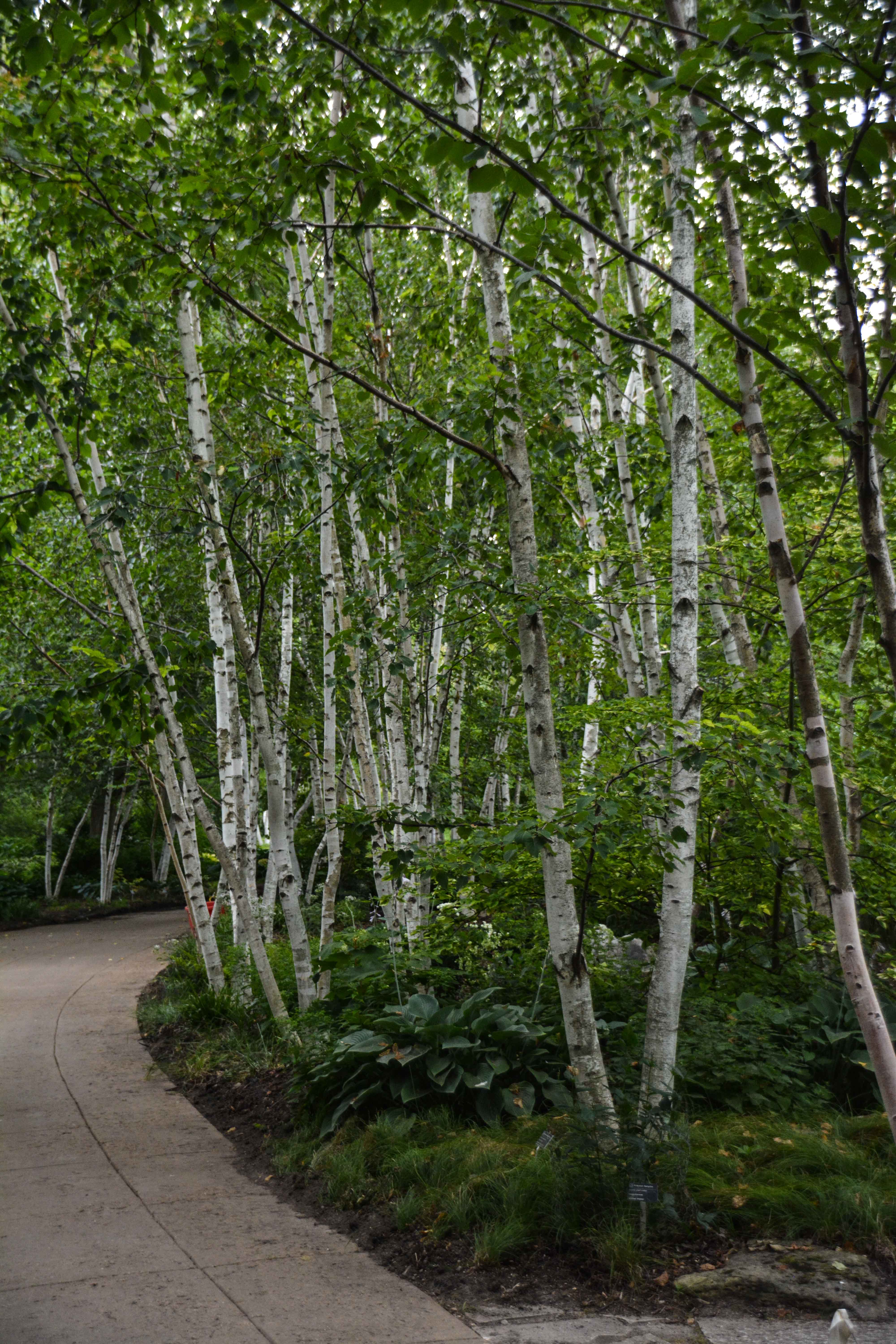 Olbrich Botanical Gardens - Madison Wisconsin, Thinking Outside the Boxwood
