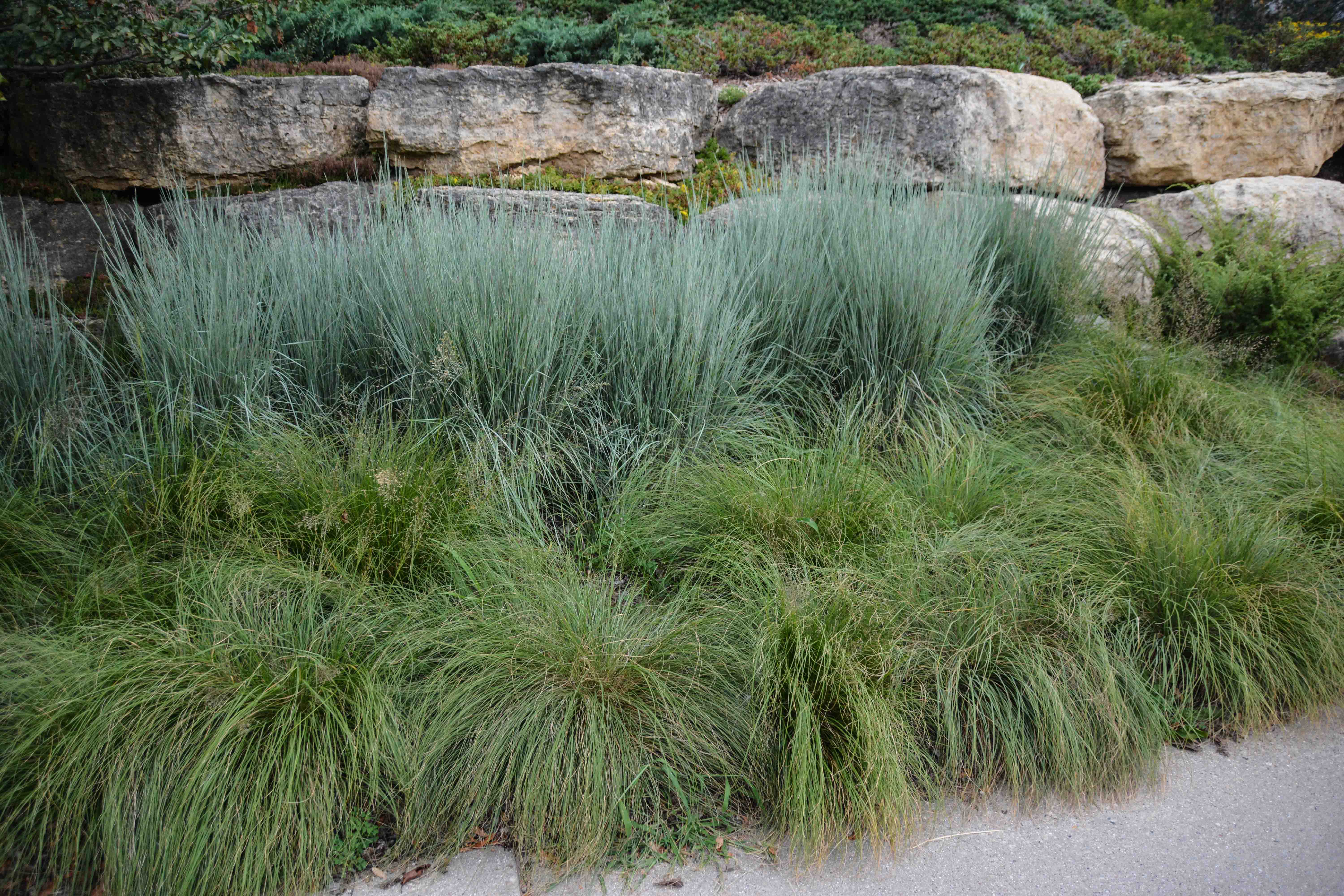 Schizachyrium scoparium 'Jazz', 7 Essential Ornamental Grasses, Thinking Outside the Boxwood 
