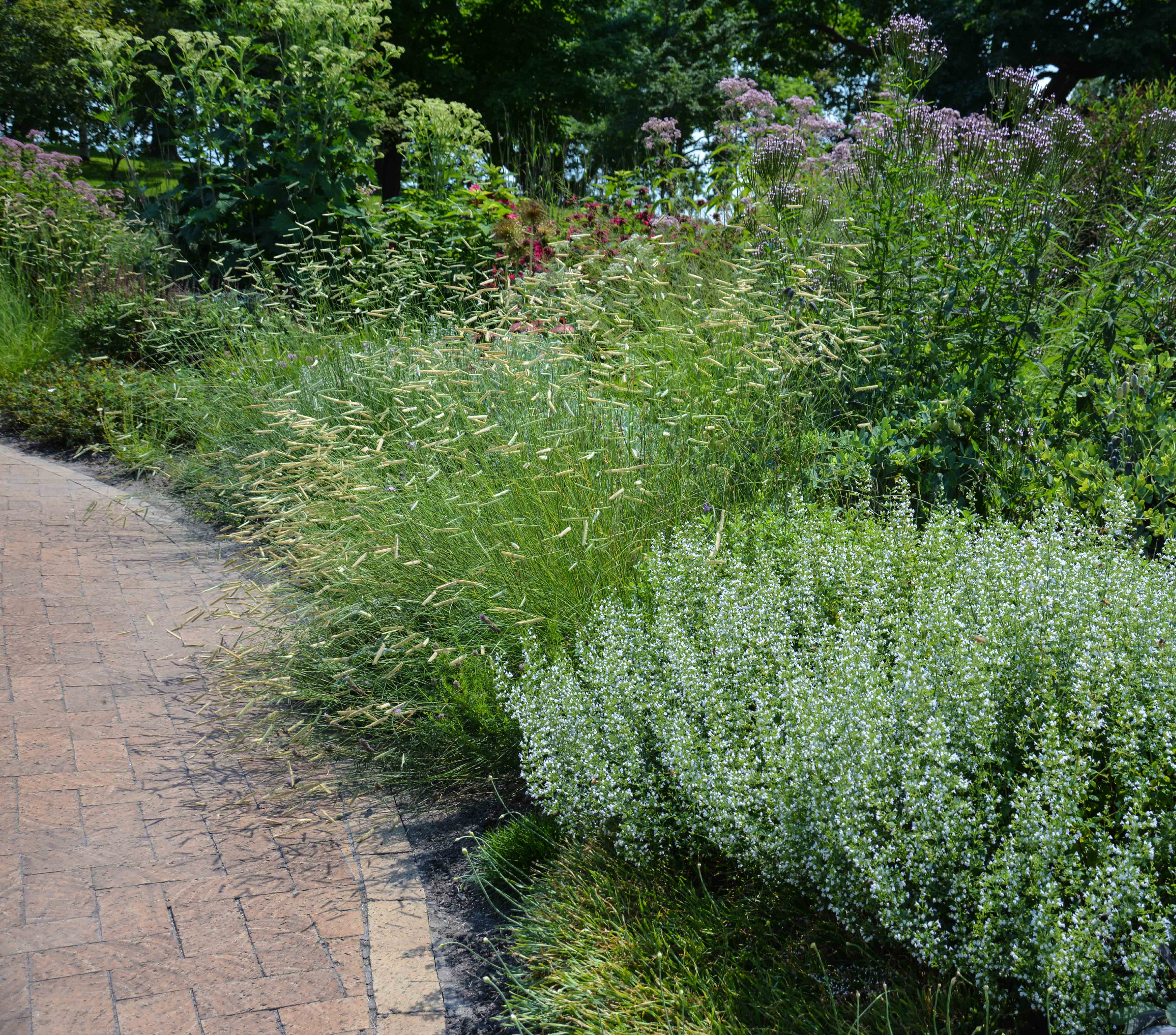 Bouteloua gracilis ‘Blonde Ambition’, 7 Essential Ornamental Grasses, Thinking Outside the Boxwood 