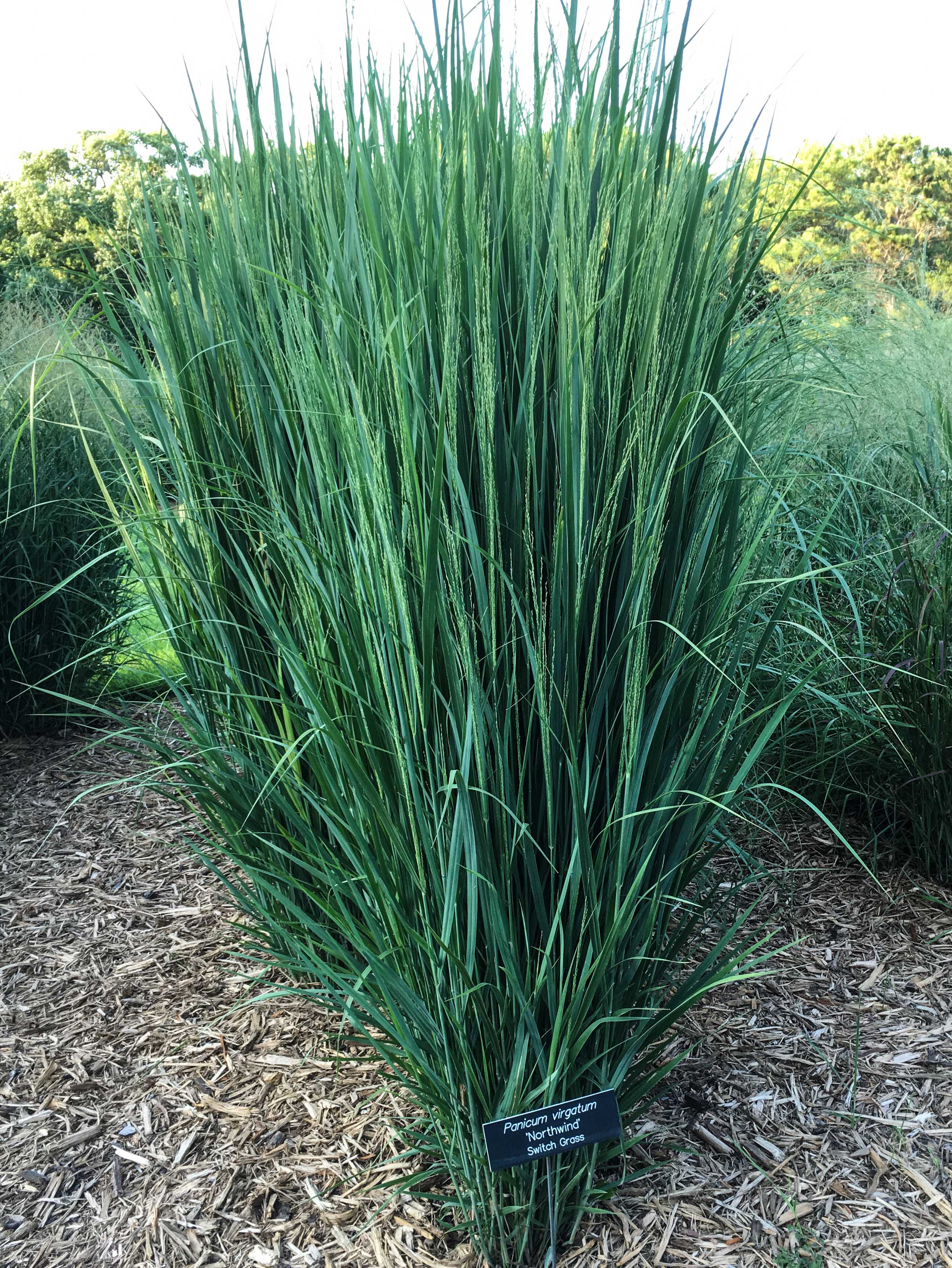 Panicum virgatum 'Northwind', 7 Essential Ornamental Grasses, Thinking Outside the Boxwood 