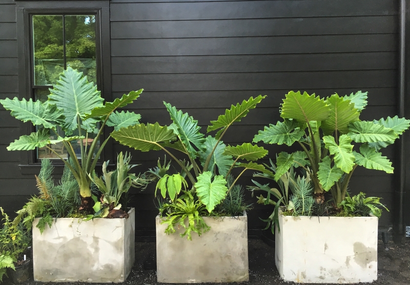 How to use Summer Bulbs in Containers. Combo includes 'Portodora' elephant's ear Alocasia 'Portodora' against a black house. more details at Thinkingoutsidetheboxwood.com