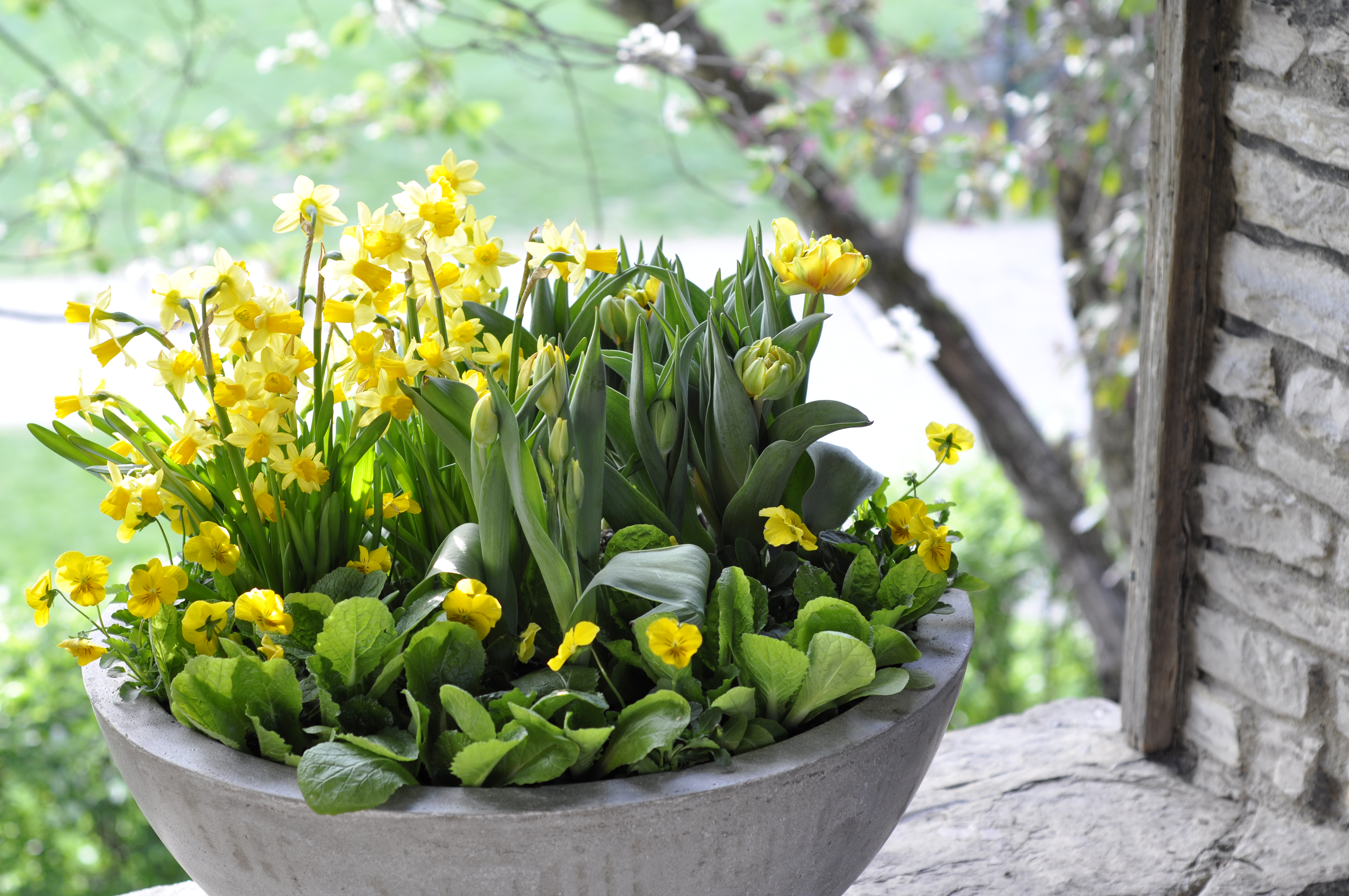 Spring Bulbs Inspiration from nature with daffodils, tulips and snowdrops - More on ThinkingOutsideTheBoxwood.com 