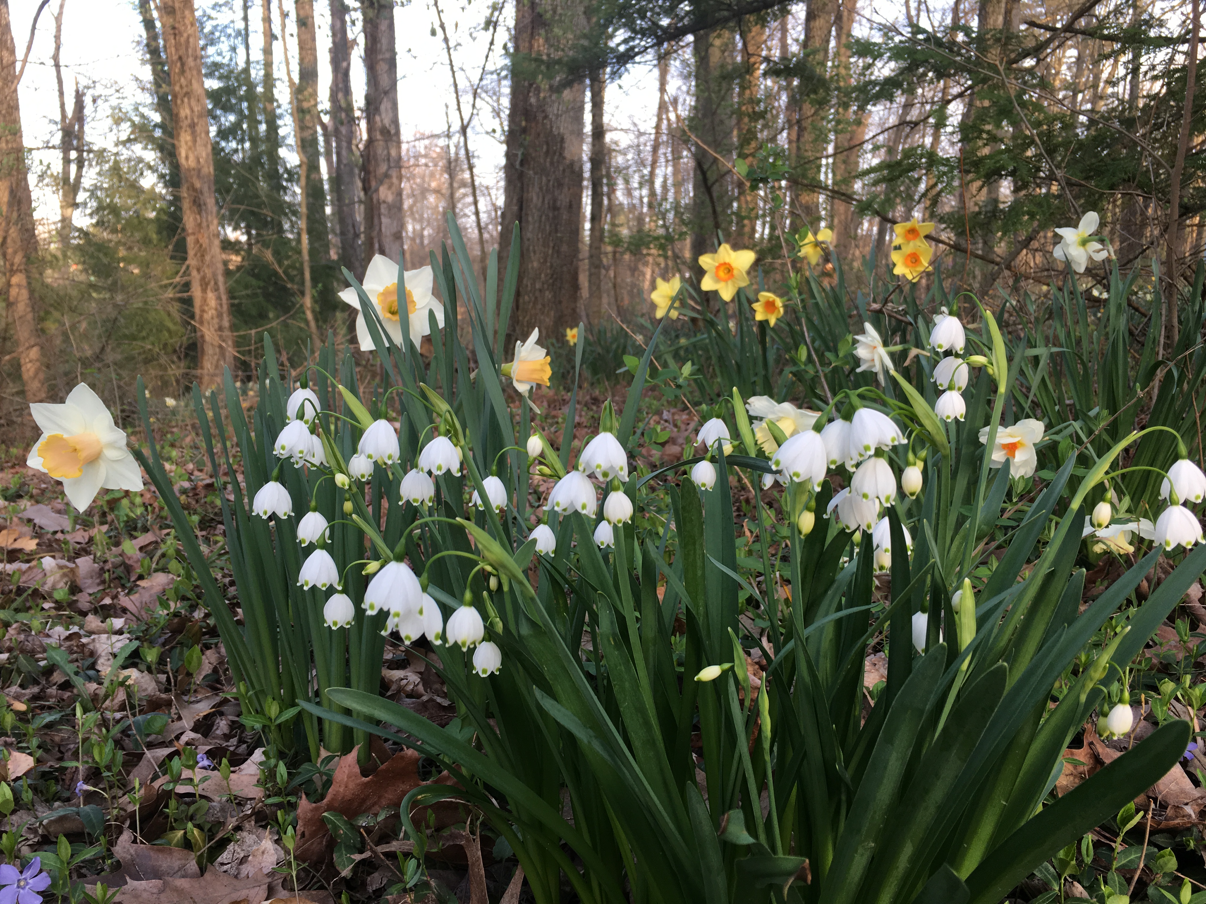 Natural woodland plantings of spring daffodils - more at thinkingoutsidetheboxwood.com