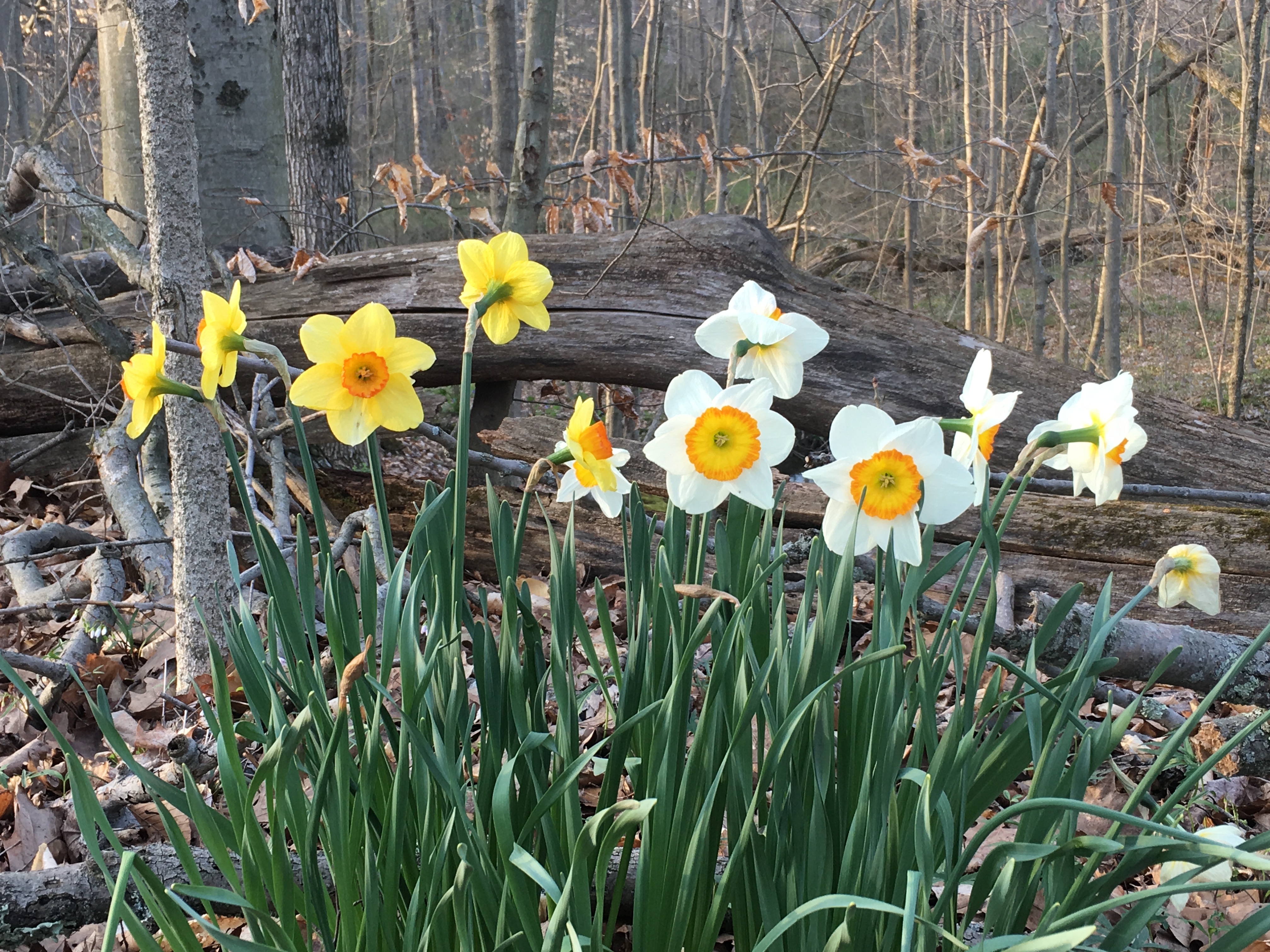 Natural woodland plantings of spring daffodils - more at thinkingoutsidetheboxwood.com