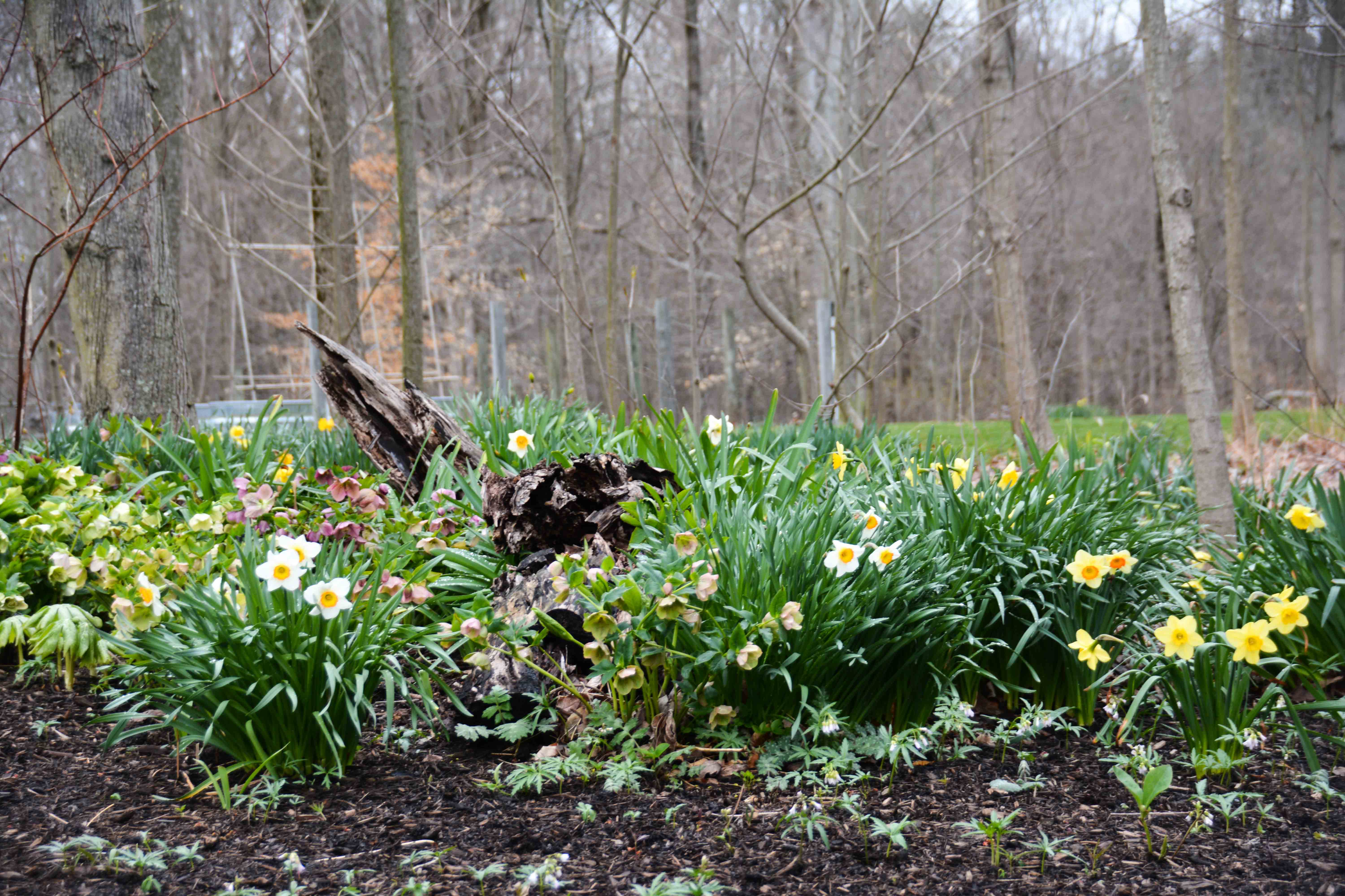 Daffodils for every garden - woodland planting showcases daffodils planted among a variety of hellebore. The hellebore are the moody spring flowers compared to daffodils, but are perfect partners when planted together.  More at Thinkingoutsidetheboxwood.com