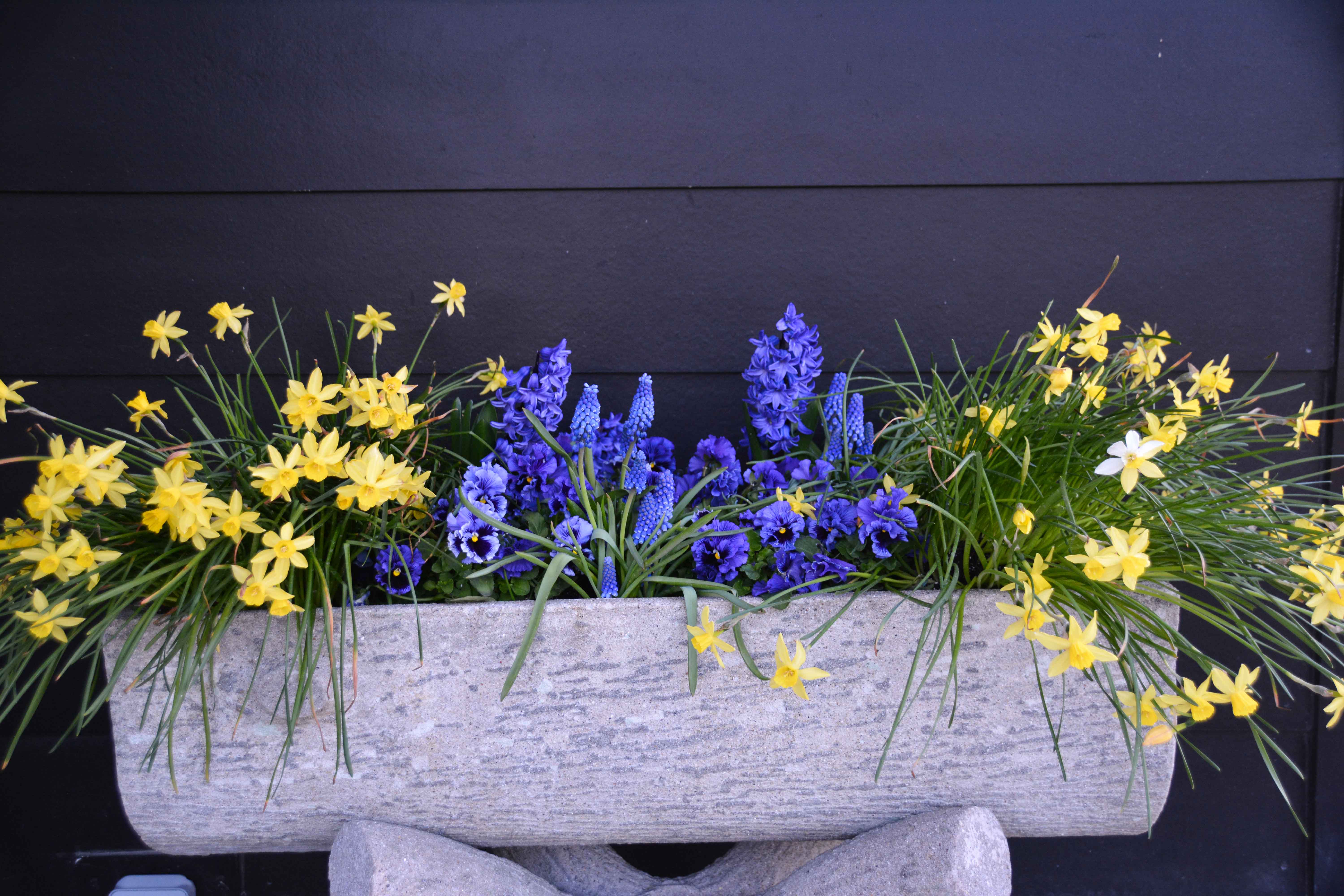This container features Narcissus ‘Lemon Sailboat’ planted on the ends of the faux bois planter. The center is filled with a mix of Hyacinth Blue Jacket, Muscari armenicum and Viola 'Frizzle Sizzle Blue'. The fragrance when you walk past this container is intoxicating.  thinkingoutsidetheboxwood.com