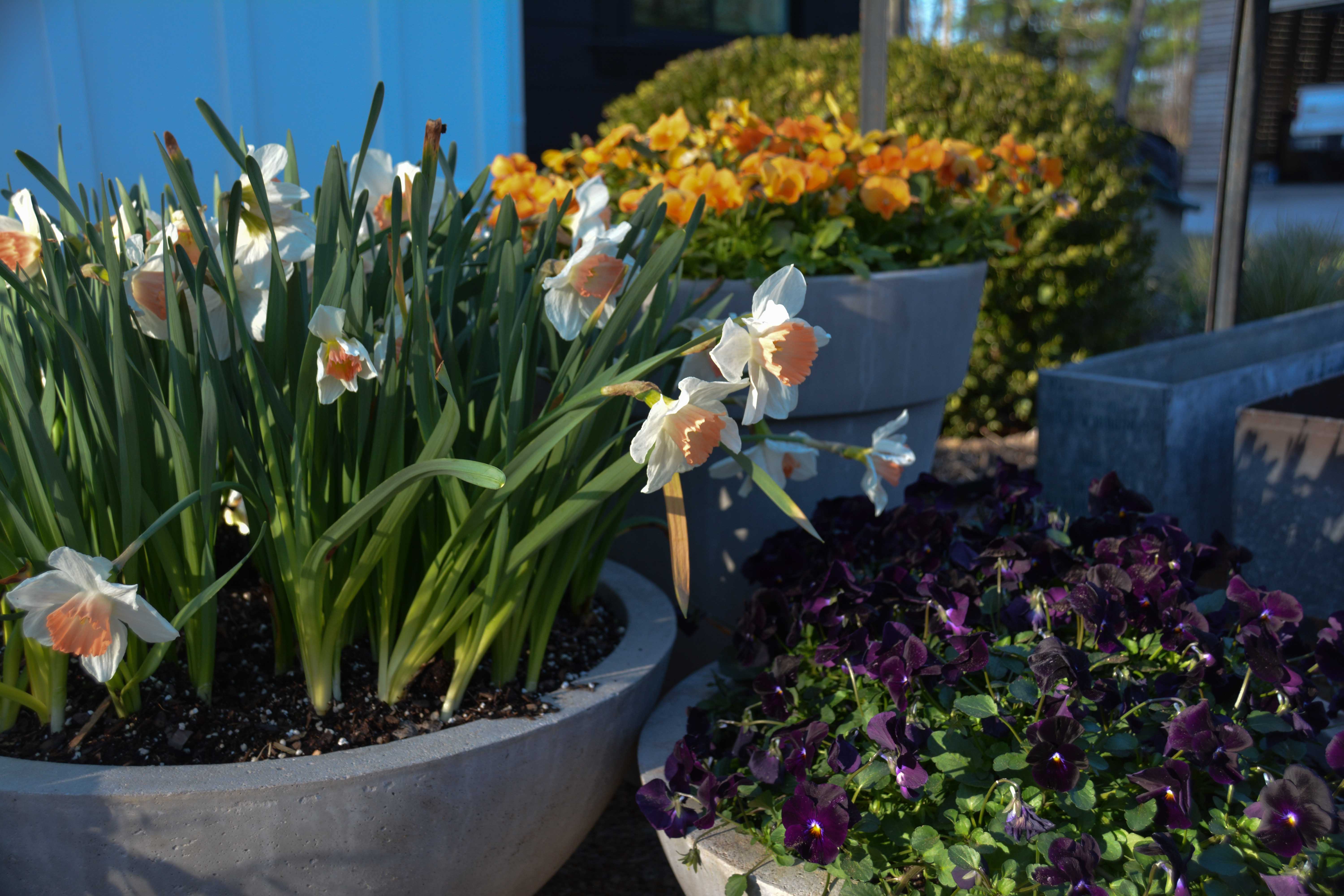 This is the easiest container design that anyone can accomplish. Here are three similar container finishes in different heights and sizes planted with daffodils and Pansies. Pansy plants are fairly inexpensive so, here two of the containers are filled with contrasting orange and purple pansies. The more expensive Narcissus 'Pink Pride' is planted in the largest container. After this bloom is complete, we have two additional containers filled with later blooming bulbs. One is filled with  Narcissus Delnashaugh and the other with Narcissus La-Torch. The mono-pot design allows us to swap out the container of bulbs, while the pansies will flourish during the whole period and will work with all three daffodil colors. thinkingoutsidetheboxwood.com
