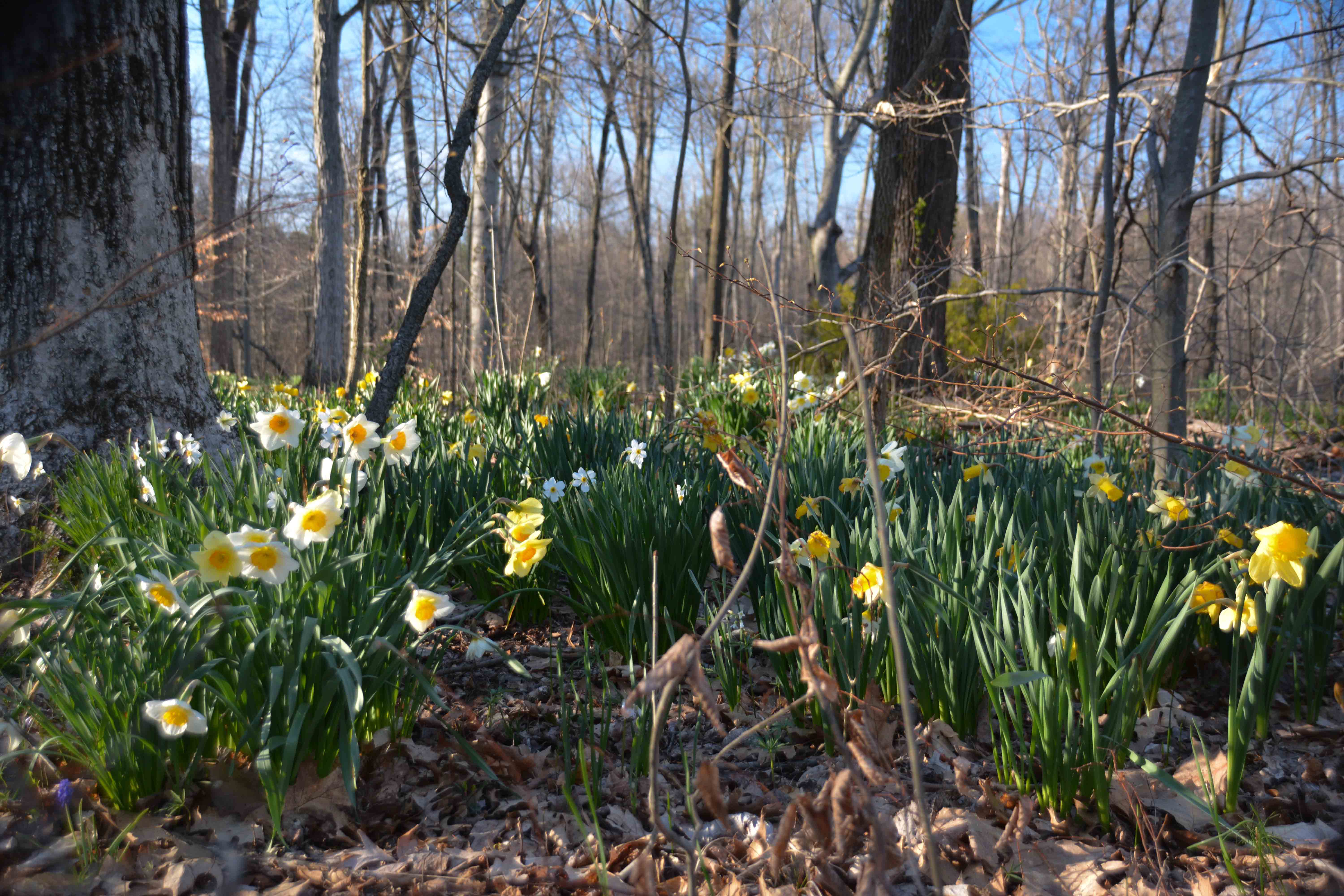 images above feature multiple groupings of naturalized daffodils in a woodland setting. These bulbs have been planted for 20 plus years and have spread in sporadic clumps with multiple varieties nesting together. As these daffodils foliage beings to die back, the other ground covers take over.  More at Thinkingoutsidetheboxwood.com
