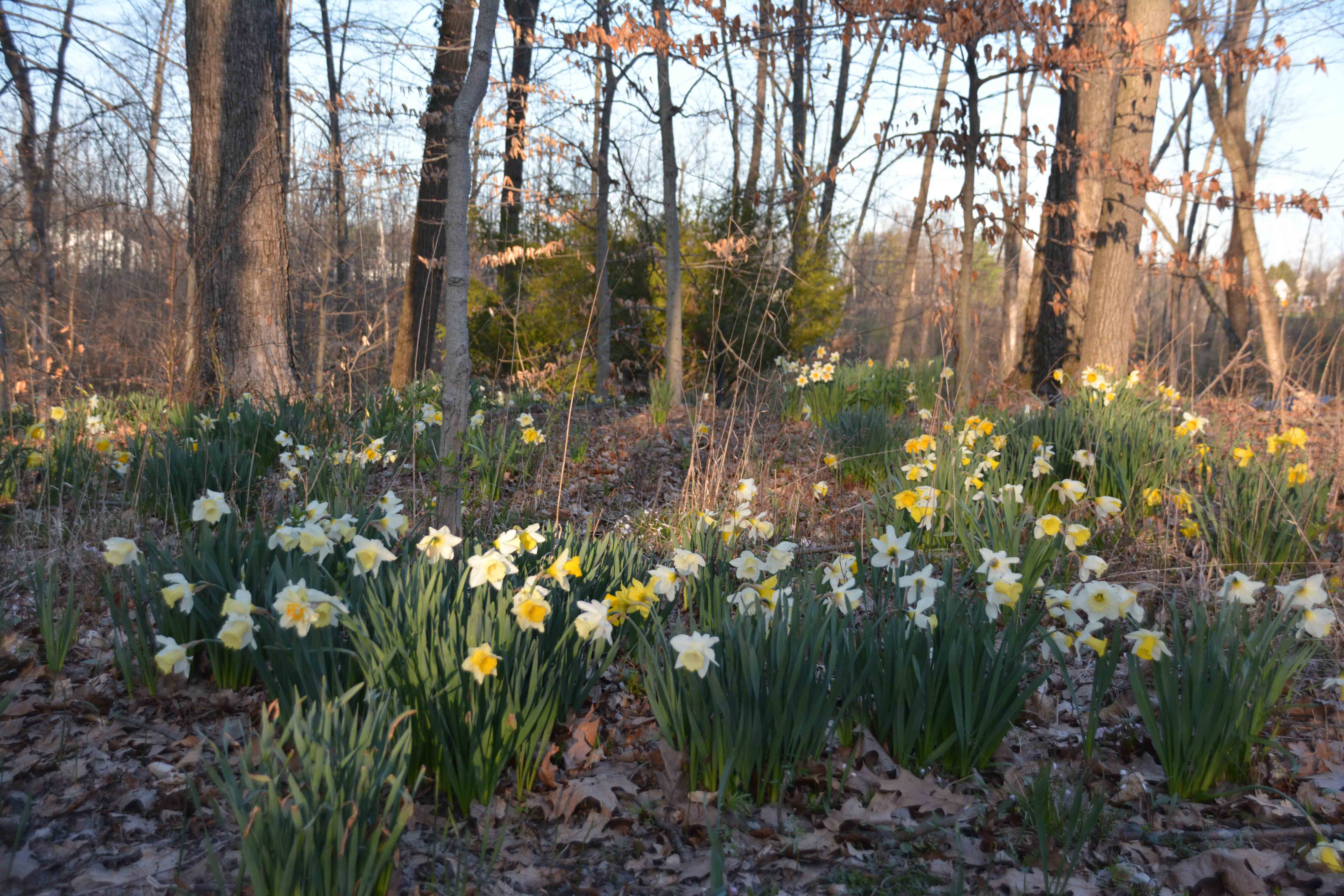 images above feature multiple groupings of naturalized daffodils in a woodland setting. These bulbs have been planted for 20 plus years and have spread in sporadic clumps with multiple varieties nesting together. As these daffodils foliage beings to die back, the other ground covers take over. More at thinkingoutsidetheboxwood.com