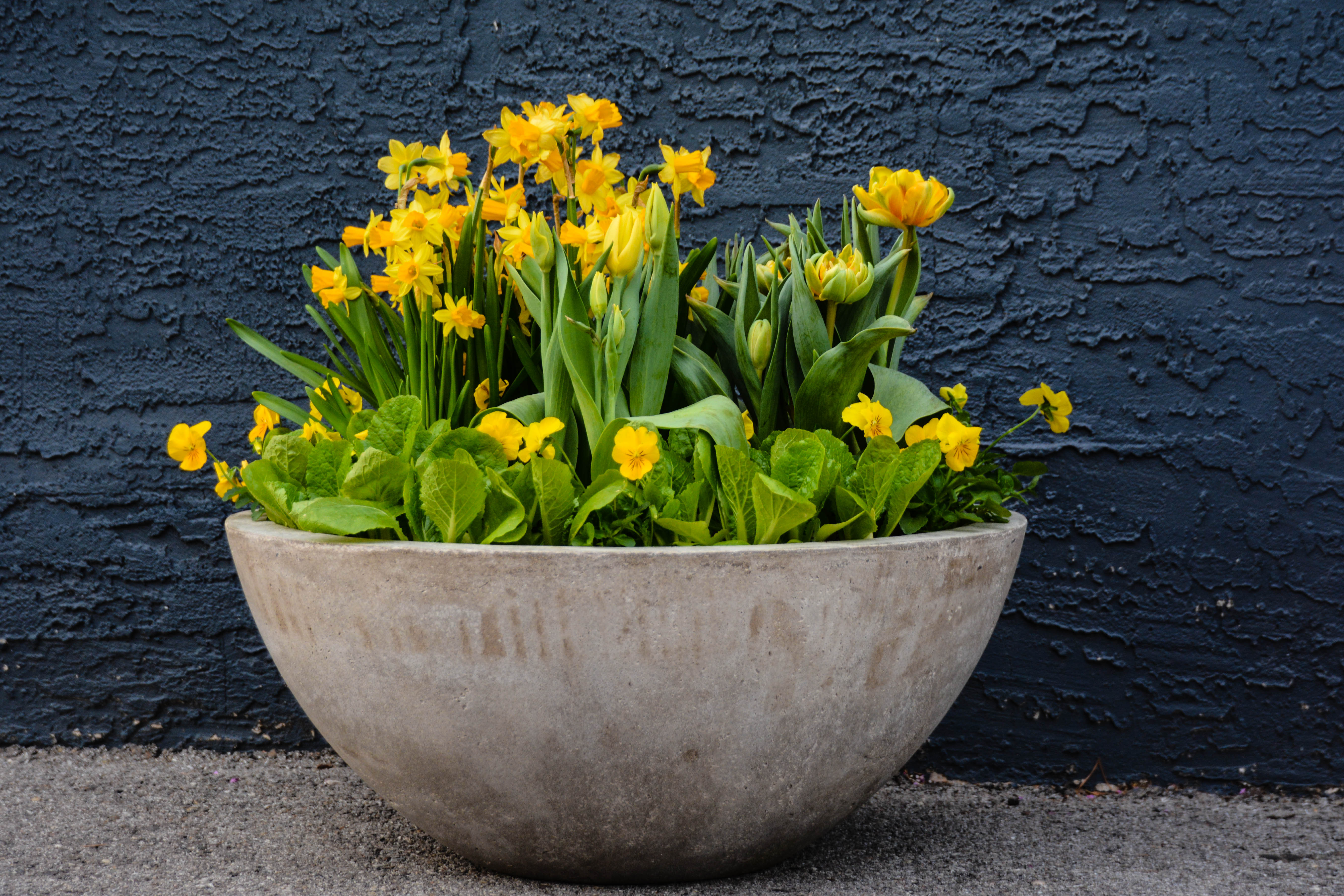 Spring Bulbs Inspiration from nature with daffodils, tulips and snowdrops - More on ThinkingOutsideTheBoxwood.com 