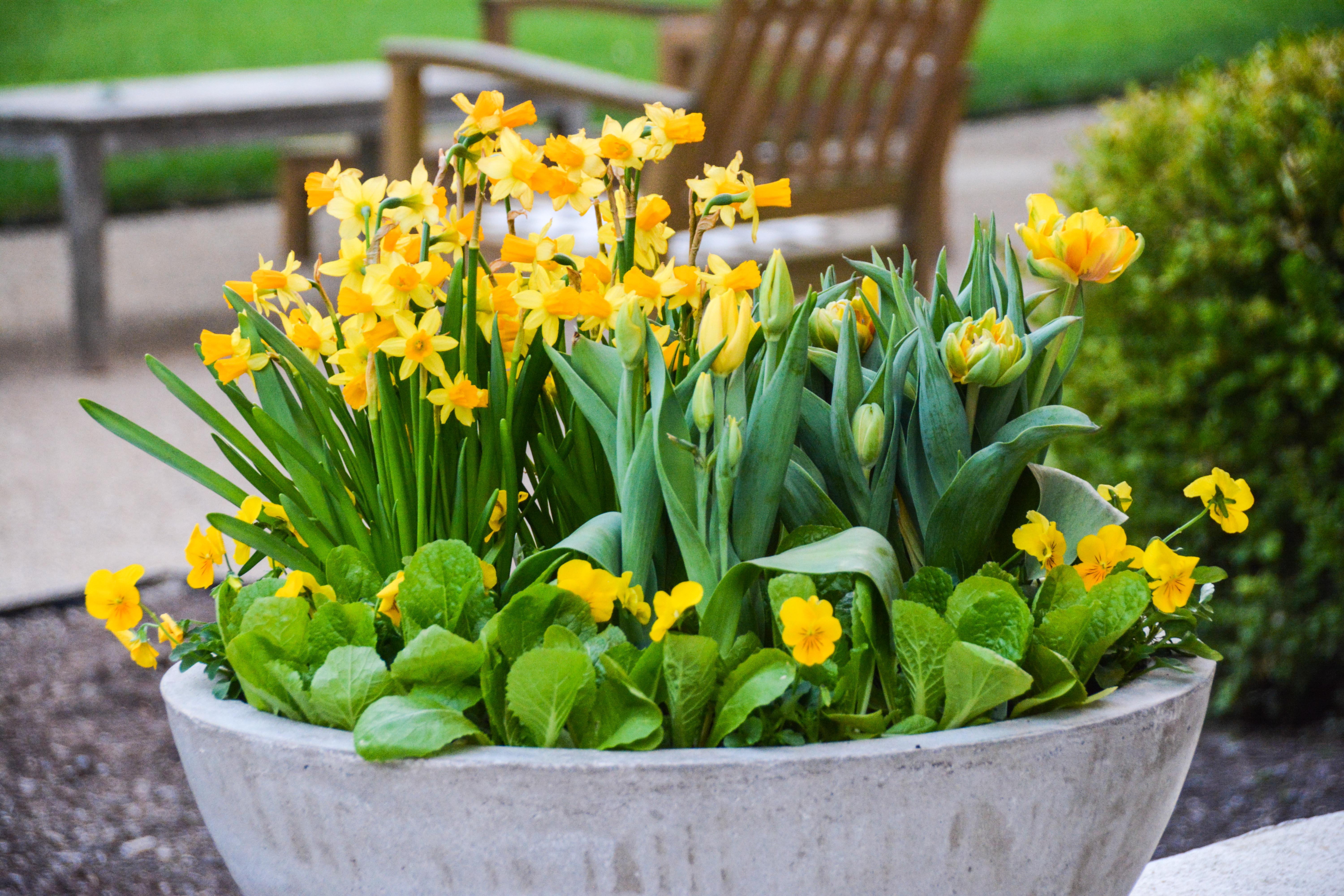 container features Narcissus Cyclamineus tete tete mixed with yellow tulips and violas in a bed of lettuce. Daffodils (Narcissus) for every garden size. Ideas for containers, woodland and bed placement for spring bulbs. More at Thinkingoutsidetheboxwood.com