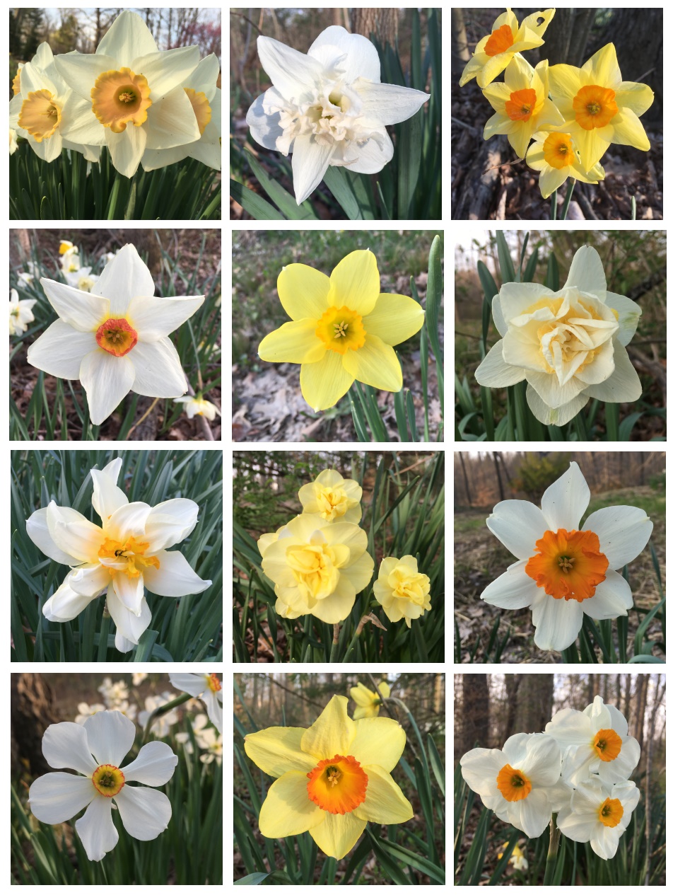Woodland Inspiration for Planting Daffodils, Thinking Outside the Boxwood 