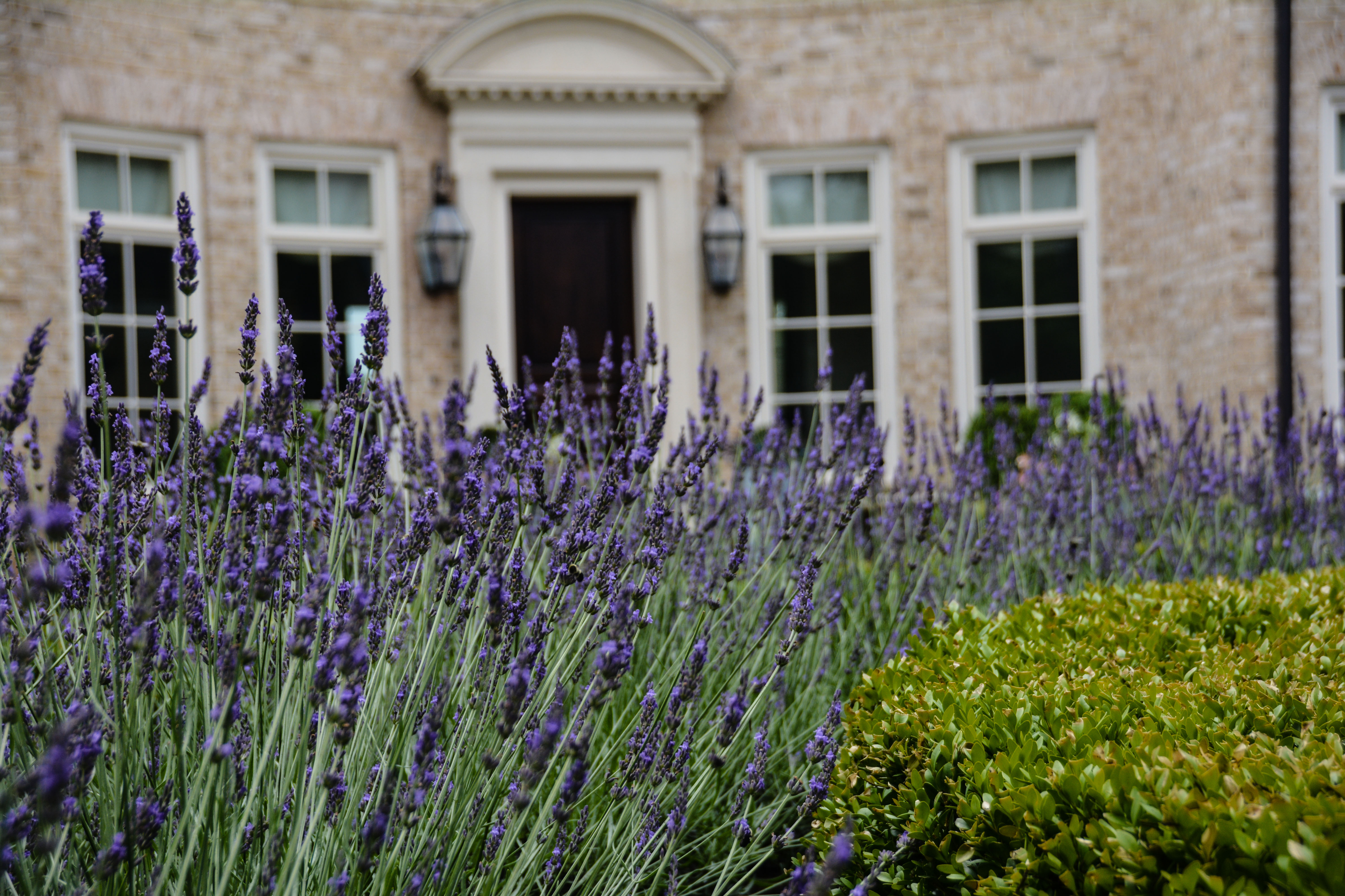 A french influenced garden located in the art of the Midwest, is planted with a large sweeping bed of fragrant lavender. Design, Install and Maintenance by McCullough's Landscape & Nursery 