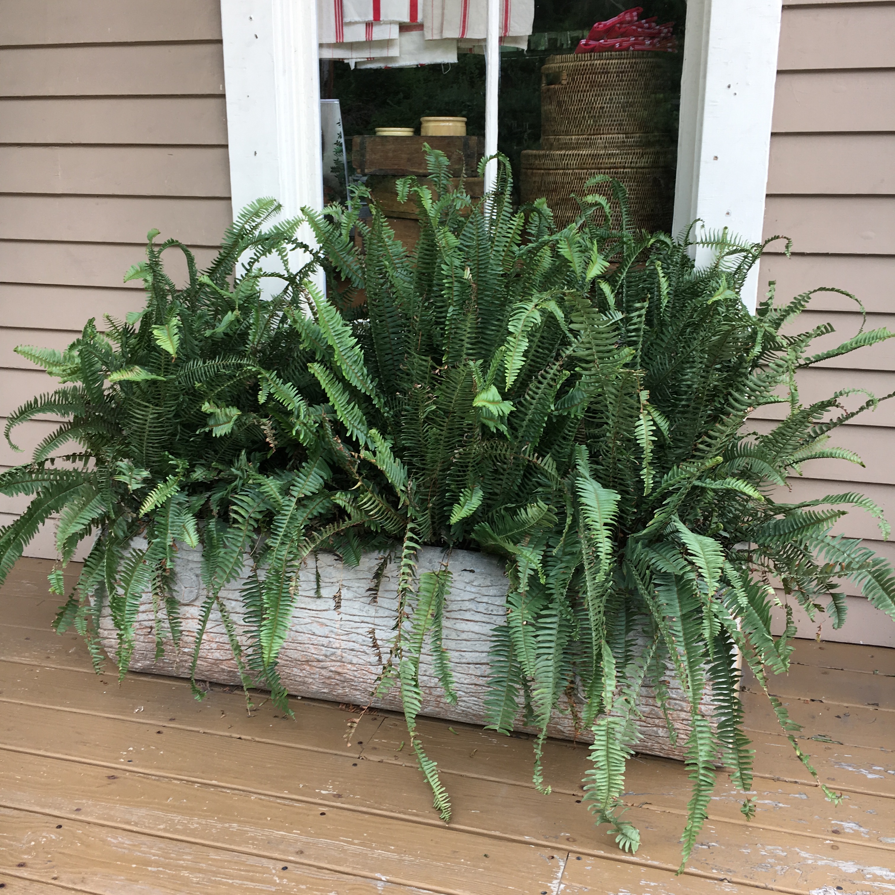 Faux Bois planter filled with ferns seen in Preston CT. - More on Faux Bois at Thinking Outside the Boxwood